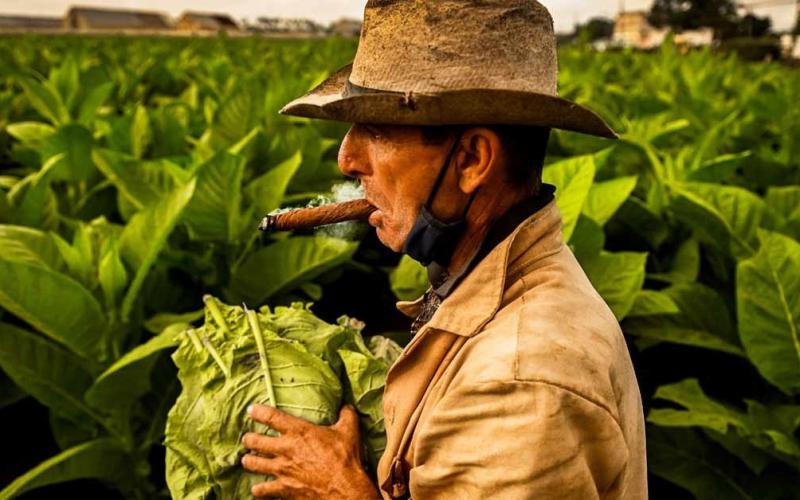 حقيقة المفاهيم الخاطئة عن النباتات والتبغ